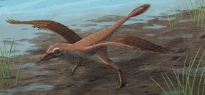 Microraptor-Verwandter