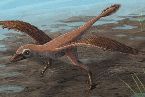 Microraptor-Verwandter