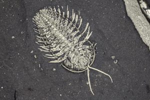 Trilobit