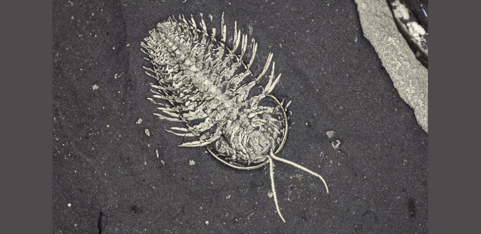 Trilobit