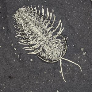 Trilobit