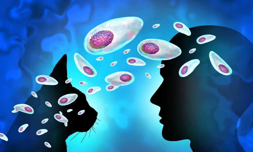 Stowaway viruses – Newly found viruses enter our brains alongside the toxoplasmosis pathogen