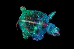 Schildkröten-Embryo
