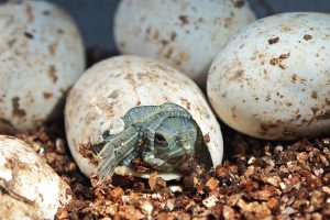 Rotwangen-Schmuckschildkröte, die aus ihrem Ei schlüpft