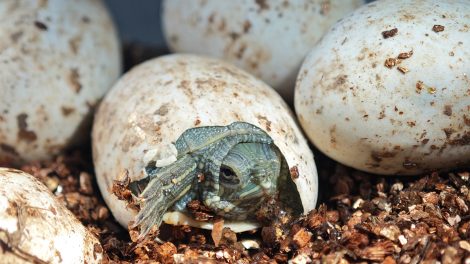 Rotwangen-Schmuckschildkröte, die aus ihrem Ei schlüpft