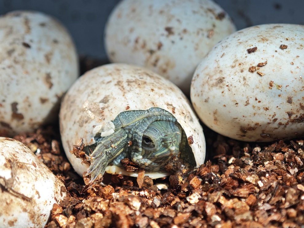 Rotwangen-Schmuckschildkröte, die aus ihrem Ei schlüpft