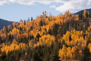 Wald in Herbstfarben