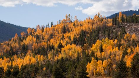 Wald in Herbstfarben