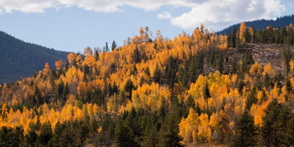 Wald in Herbstfarben