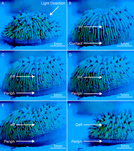 Mechanismus Fortbewegung Cycloseris cyclolites 