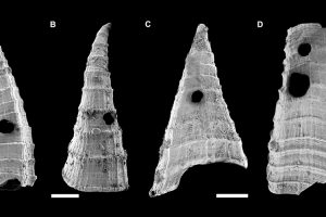 Rasterelektronenmikroskop-Aufnahmen von Lapworthella fasciculata-Schalen mit unterschiedlichen Formen und Löchern