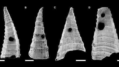 Rasterelektronenmikroskop-Aufnahmen von Lapworthella fasciculata-Schalen mit unterschiedlichen Formen und Löchern