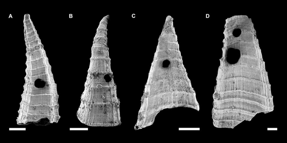 Rasterelektronenmikroskop-Aufnahmen von Lapworthella fasciculata-Schalen mit unterschiedlichen Formen und Löchern