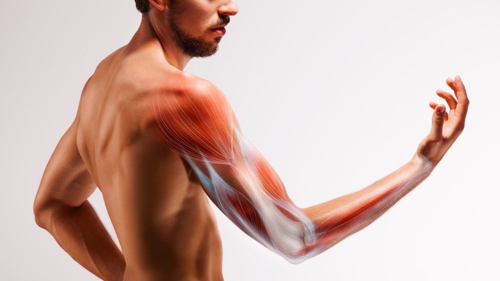 Man with extended arm. Illustrated representation of the structure and musculature of the human arm