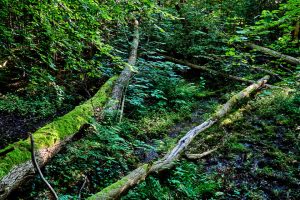 Tote Baumstämme auf einem Waldboden