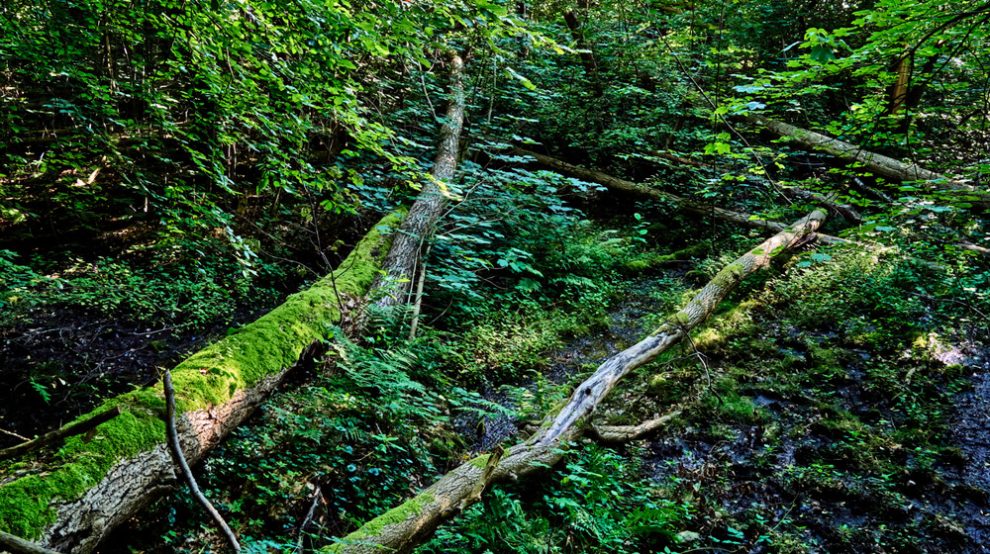 Tote Baumstämme auf einem Waldboden