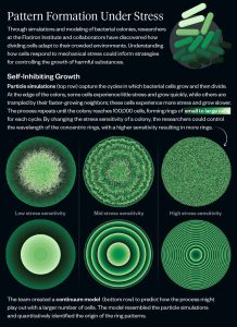 Infografik über die neuen Erkenntnisse zur Zellproliferation